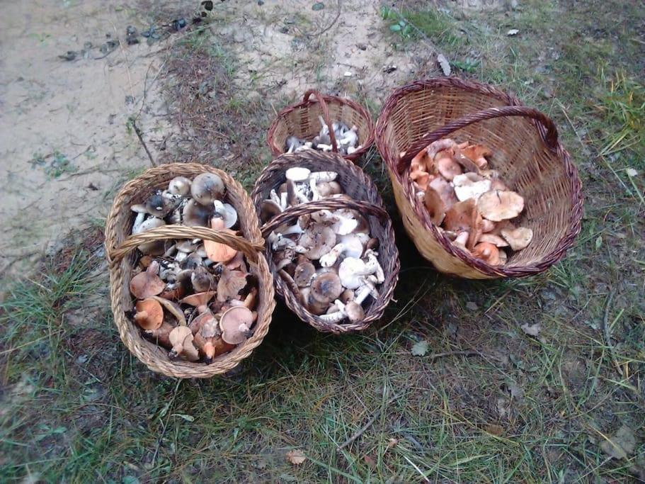 El Niuet De Cal Cacuet, La Teva Escapada Rural. Aviá Exterior foto